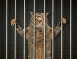 Jailbreak Kitty