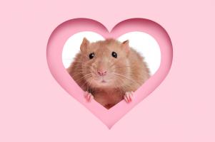 Valentine Rat