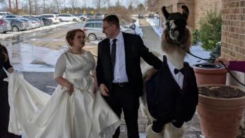 Wedding Llama
